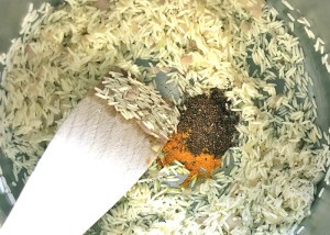 Mujaddara Zubereitungssteps