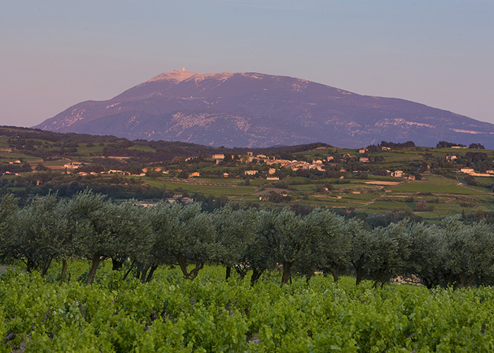Am Mont Ventoux in der Provence wachsen die Rotweine