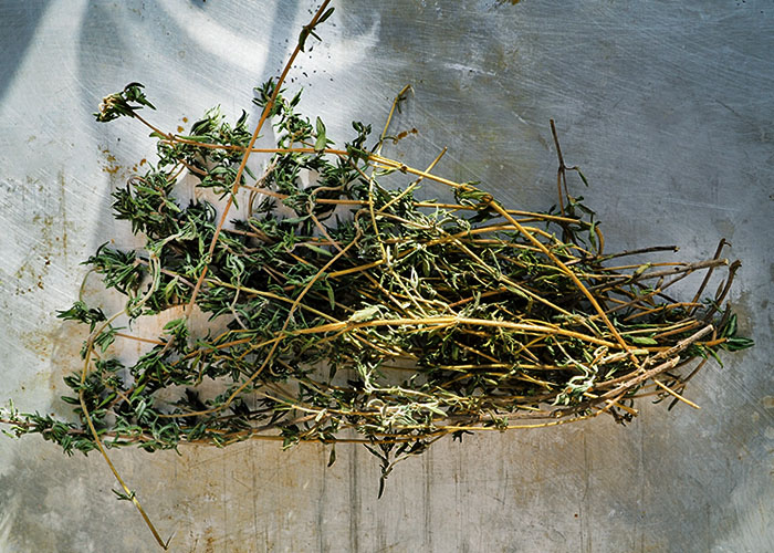 Thymian selbst trocken