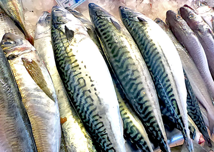 Makrelen haben hohen Omega-3-Fettsäurengehalt