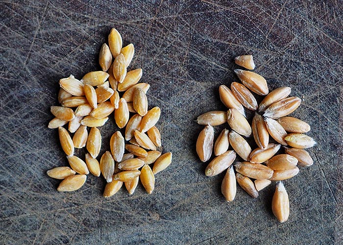 Bayerisches „Risotto“ mit Rucola und Bergkäse vom Chiemsee – DIE SEE KOCHT Bayerisches „Risotto“ mit Rucola und Bergkäse vom Chiemsee – DIE SEE KOCHT